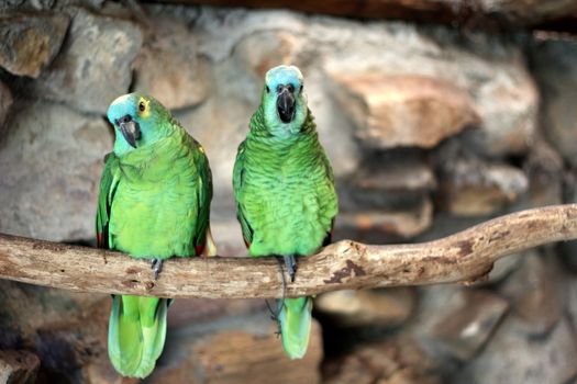 Two Blue-Fronted Amazon (Amazona aestiva) at world of birds, in Cape Town