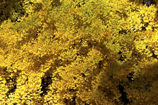 Yellow and gold Ginkgo leaves in autumn - closeup
