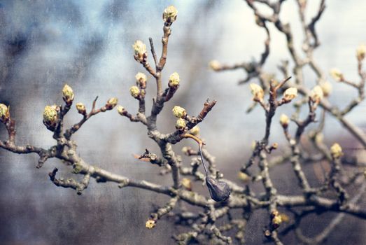 textured old paper in dark colors with spring blossoming tree buds