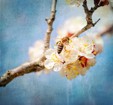 textured old paper background, bee collects honey on a flower