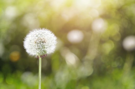 Dandelion on a green meadow background. Close-up photo with bokeh and natural colors