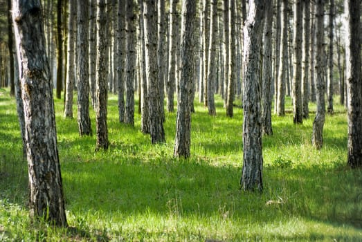 Sunny pine forest