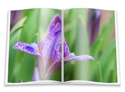 An opened  book with a picture blue irises blossoming in a garden