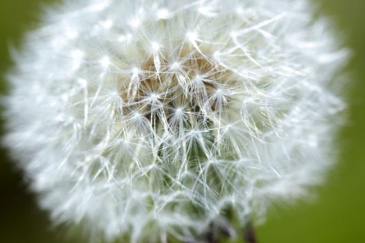 Dandelion on a green background. Extremely close-up photo with shallow depth of field for natural view