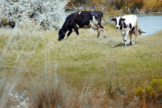 Two cows pasturing in the field. Natural light and colors