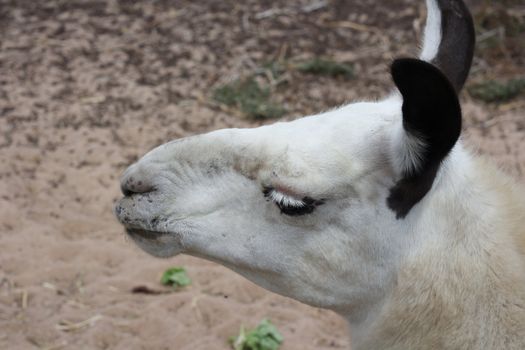 head of a White Llama from the side