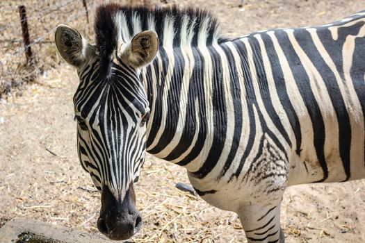 Standing Zebra from the side
