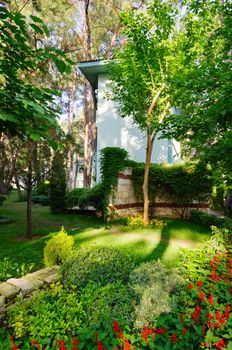 Green yard near the house