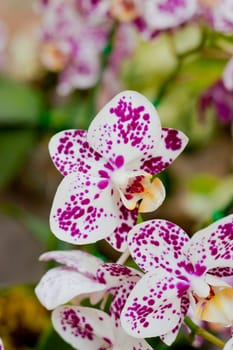 Beautiful orchid