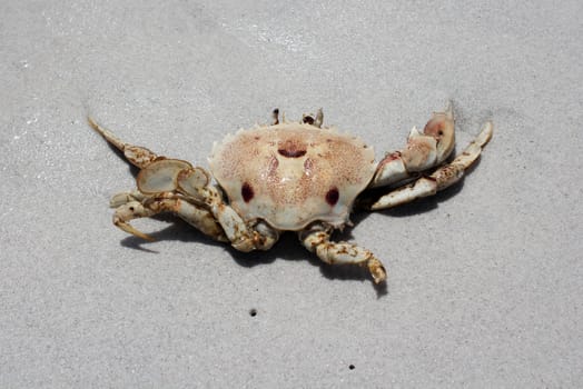 Crab walking on sand at Beach