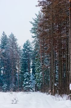 Snow-covered road in the winter pine forest