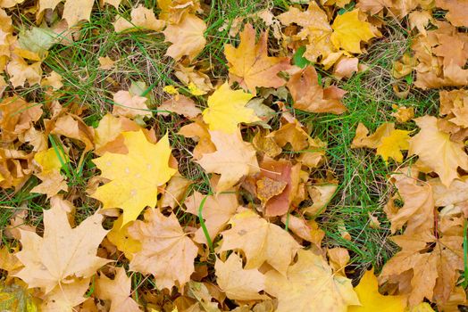 Yellow maple leafs on green grass autumn background