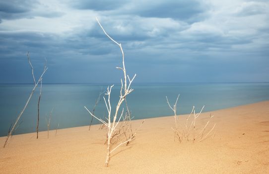 Sandy beach at the sea with rare bushes