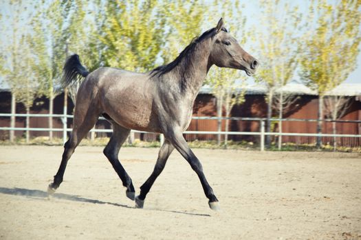 Young horse running in the enclosure. Natural light and color