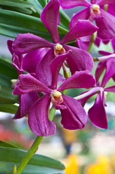 Beautiful orchid
