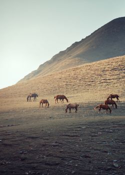 Herd of horses pasturing in mountain place
