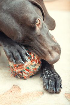 German short haired pointer known as Kurzkhaar playing with dog