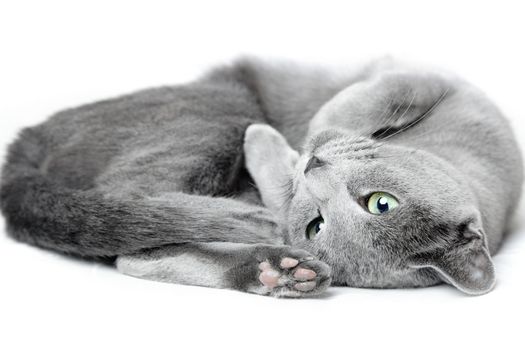 Russian blue cat laying and pampering on a white background
