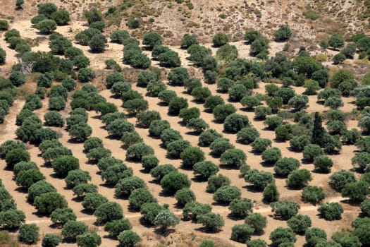 Olive groves around Kardamena as seen from the fortress Antimachia.  Kos island, Dodecanese