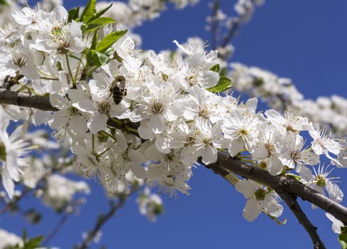 bee collects pollen from a flowering tree