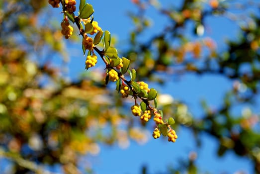 Yellow berberis (barberry) flower buds among sharp spined green leaves