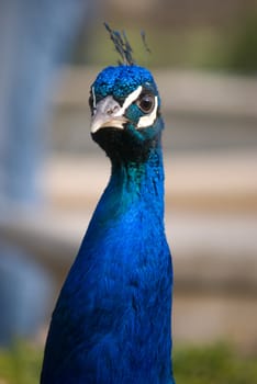 peacock
