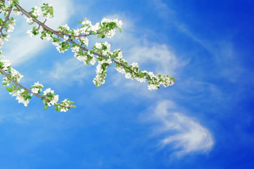 Branch of apple on blue sky