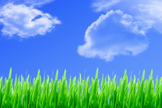Green grass on blue sky