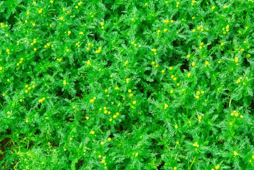 Yellow and green  medical camomiles background wallpaper