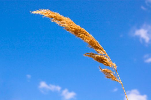 Reed on blue sky