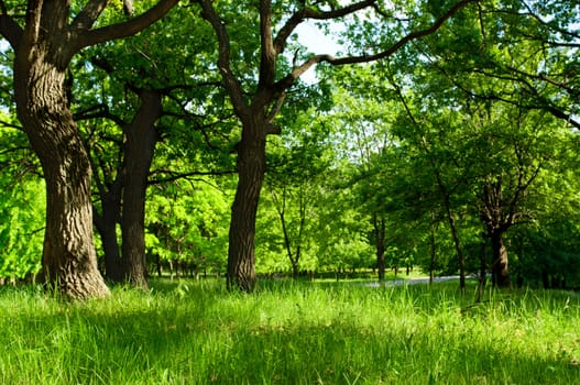 Sunny morning at summer forest