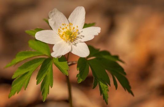 Anemone nemorosa