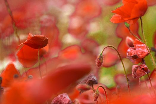 closeup picture of a flower
