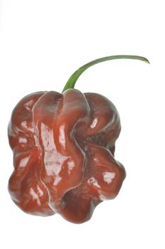 Single Chocolate Habanero Pepper isolated against a white background