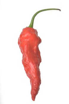 Single Ghost Pepper isolated against a white background