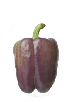 Single Islander Purple Bell Pepper isolated against a white background