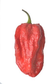 Single Jonah Red 7 Pot Pepper isolated against a white background