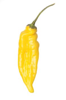 Single Lemon Drop Pepper isolated against a white background