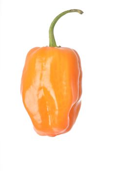 Single Orange Habanero Pepper isolated against a white background