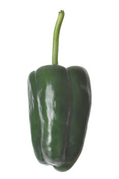 Single Poblano Pepper isolated against a white background