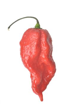 Single Trinidad Scorpion Pepper isolated against a white background