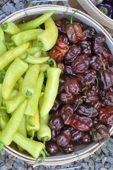 Arrangement of hot chili peppers at a farm in Asheville, North Carolina