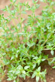 Fresh green thyme herbs 