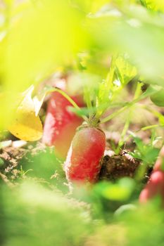 Red radish in bed