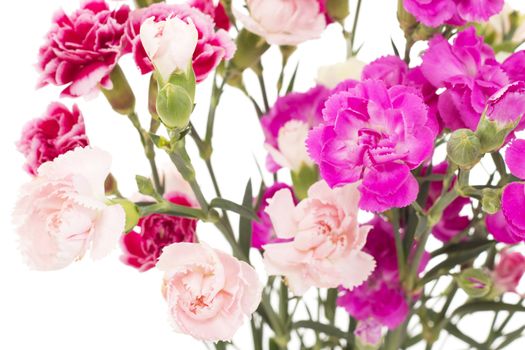 Beautiful bunch of dianthus caryphyllus