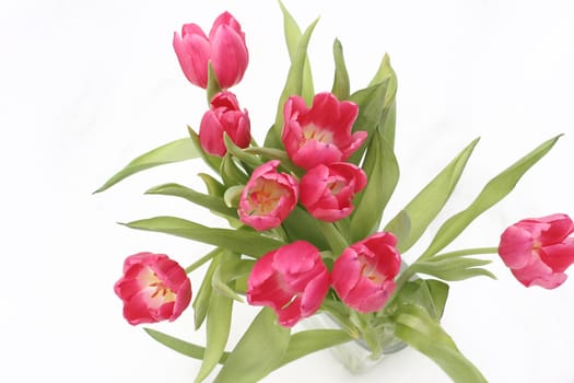 red tulips in a vase in snow
