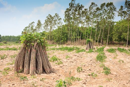 Tapioca Plants, Cassava