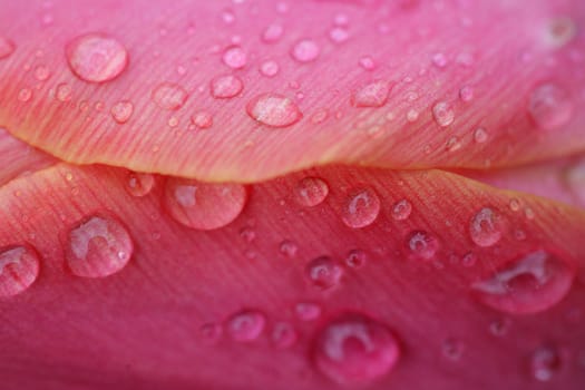 closeup picture of  flowers in a garden in spring in denmark
