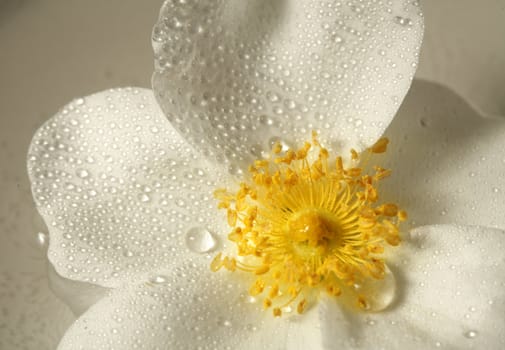 closeup picture of a wet yellow flower
