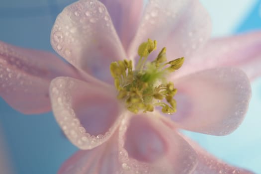 closeup picture of a wet pink flower
